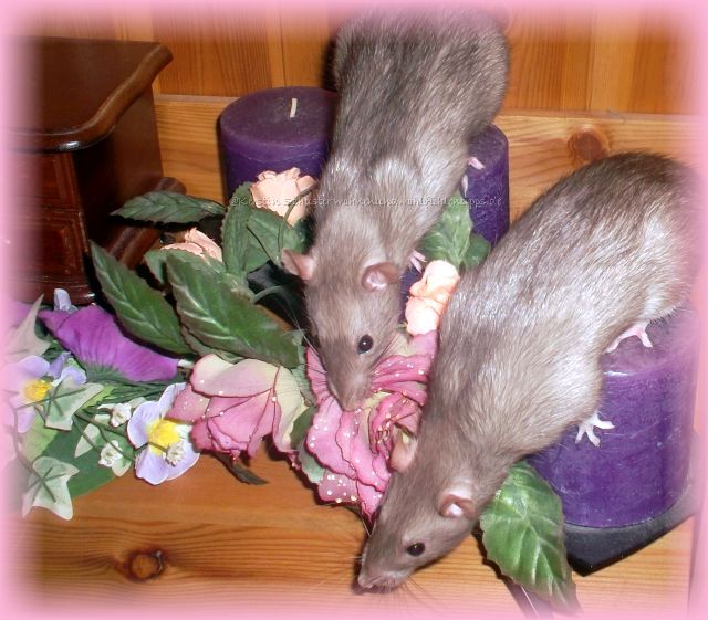 Spielplatz für Ratten in der Wohnung