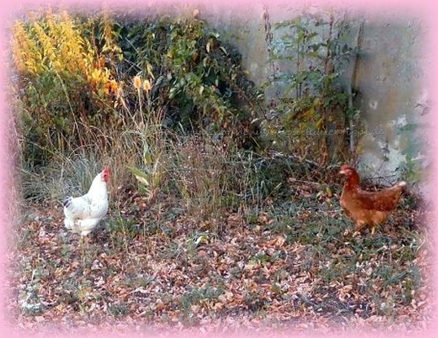 Schnecken Fressfeinde 