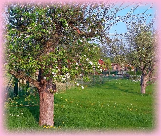 Apfelblüten am Baum