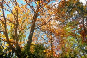 wohnen und wohlfühlen in der Natur