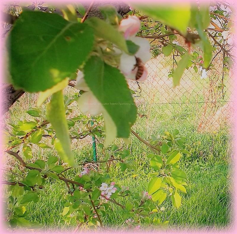 Apfelblüten gut für Bienen