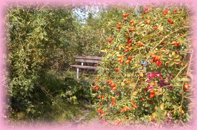 Giftpflanzen in Parks und Gärten 