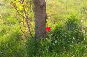 Frühling draußen wie gemalt