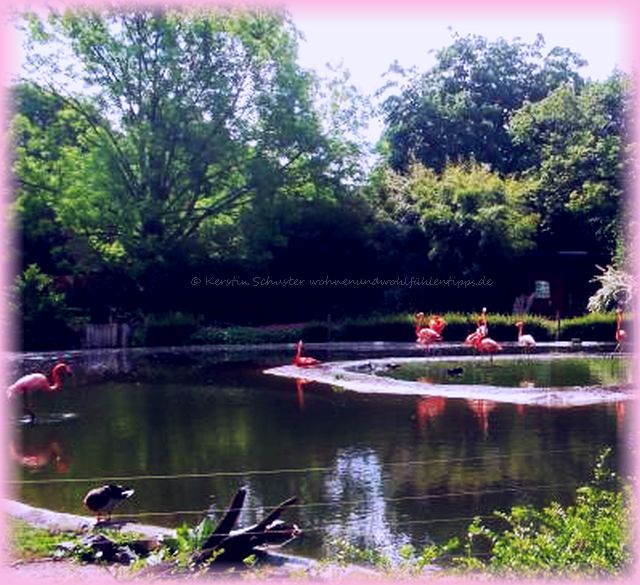 Flamingos im Zoo Dresden