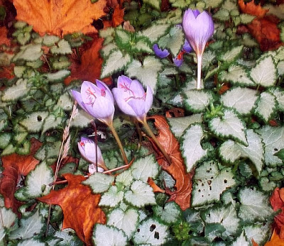 Herbstzeitlose gefährliche Giftpflanze